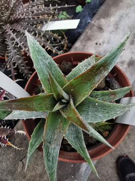 Dyckia macedoi