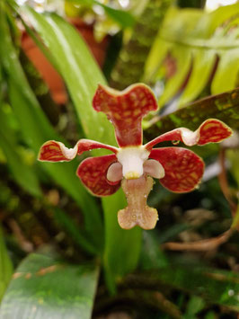 Vanda denisoniana