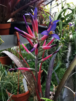 Billbergia "Tinkerbell"