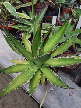 Agave horrida var. perotensis