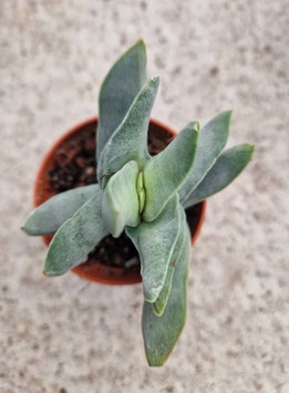 Crassula perfoliata var. minor