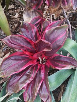 Cordyline "Ruby Red"