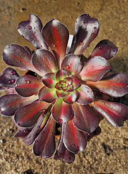 Aeonium "Afterglow" variegata