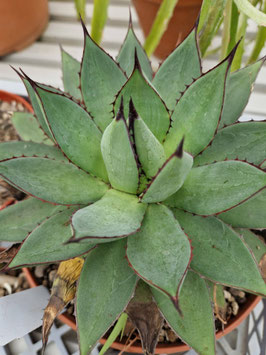Agave filifera x isthmensis