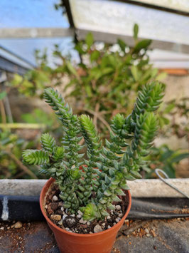Crassula muscosa "Purpusii"