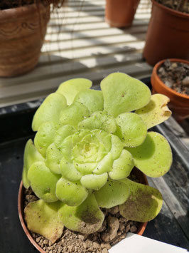 Aeonium canarense ssp. latifolium