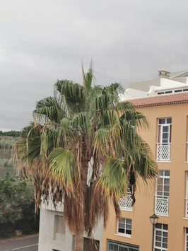Livistona chinensis