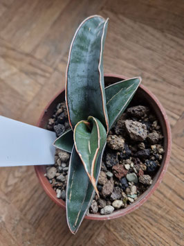 Sansevieria "Mr. Blue"