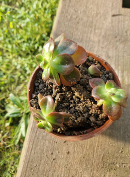 Echeveria "Melaco"