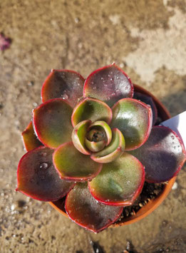 Echeveria "Hongdeung"