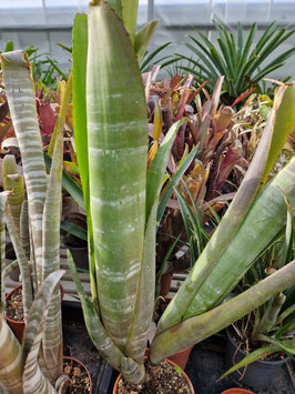 Billbergia zebrina
