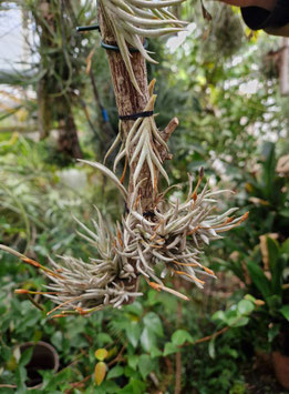 Tillandsia castellanii