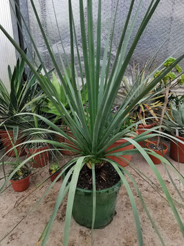 Nolina nelsonii