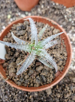 Dyckia marnier-lapostollei x D. fosteriana