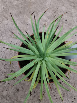 Agave petrophila