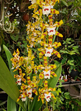 x Odontocidium "Remember Burkhard Holm"