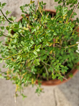 Jasminum parkeri