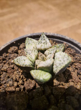 Haworthia picta "Pandora"