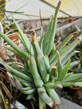 Aloe glauca?