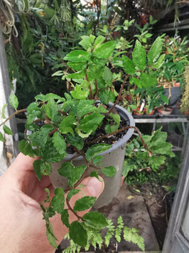 Elatostema radicans var. minimum