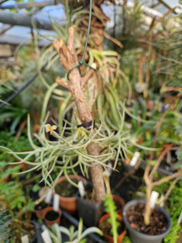 Tillandsia capillaris? #7