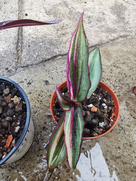 Tradescantia zebrina? variegata