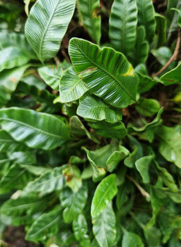 Humata (Davallia) heterophylla