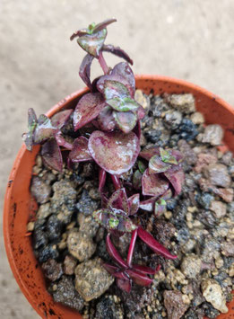 Crassula marginalis rubra