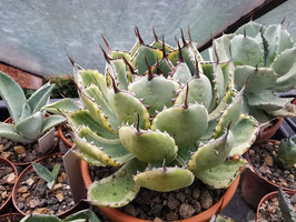 Agave potatorum "Kichijokan" marginata