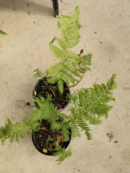 Cyathea latifolia