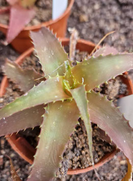 Orthophytum "Starlights"