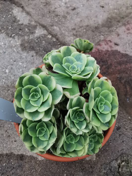 Aeonium "Green Bean"