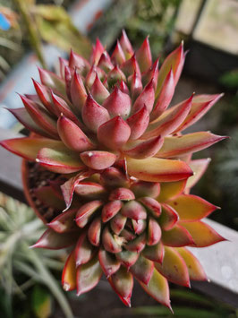 Echeveria "Costery"