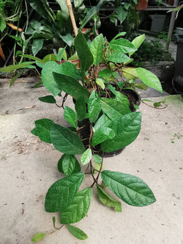 Ficus tikoua