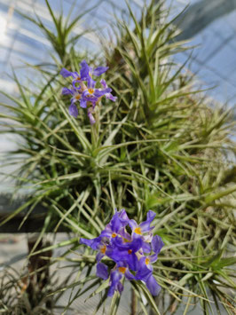 Tillandsia bergeri