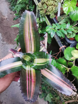 Aechmea chantinii "Roberto Menescal"