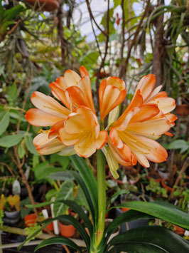 Clivia miniata "White Lip"