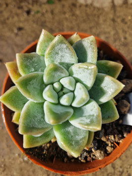 Echeveria "Frozen Tips"
