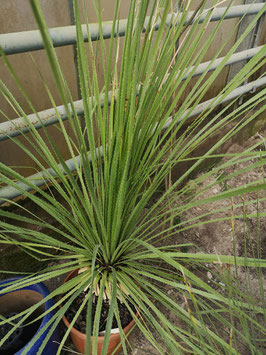 Dasylirion serratifolium