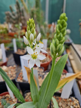 Ornithogalum pruinosum "Spektakelmine"