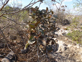 Kalanchoe orgyalis