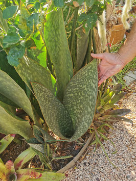 Sansevieria masoniana? "Giant"