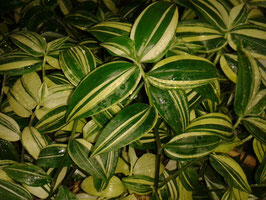 Tradescantia fluminensis variegata