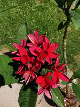Plumeria "Cardinal"