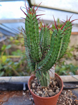 Euphorbia enopla