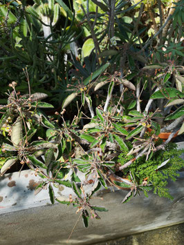 Euphorbia razafindratsirae