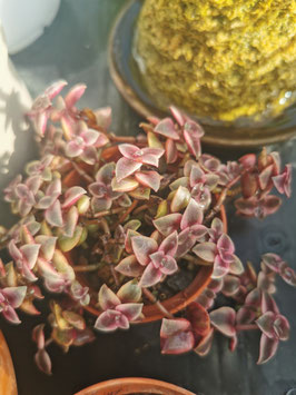 Crassula pellucida variegata