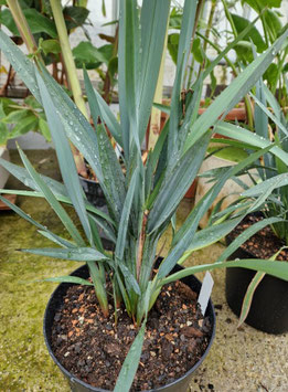 Dianella "Blue Stream"