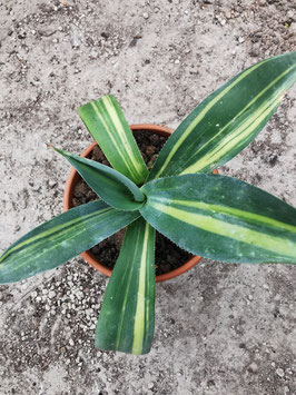 Agave weberi "striata"
