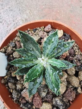 Euphorbia tulearensis Hybride